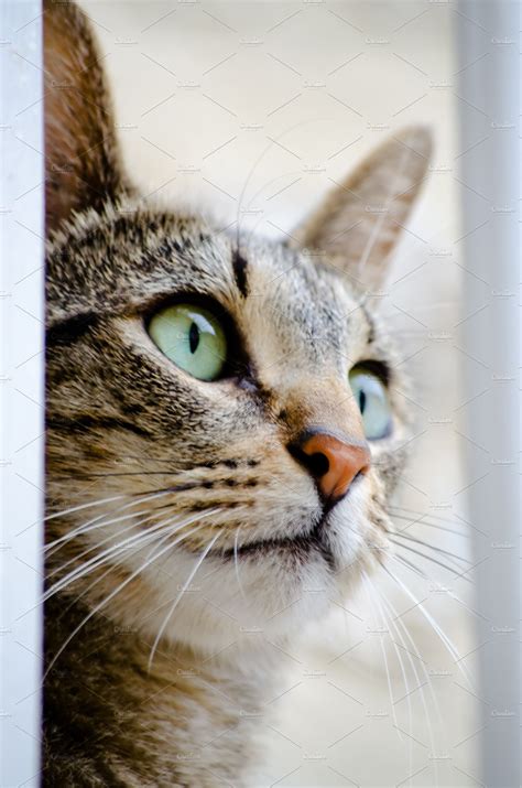 Cat Portrait Containing Cat Head And Portrait Animal Stock Photos