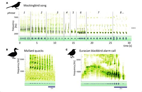 Spectrogram Top And Waveform Bottom Green Of Mockingbird Song