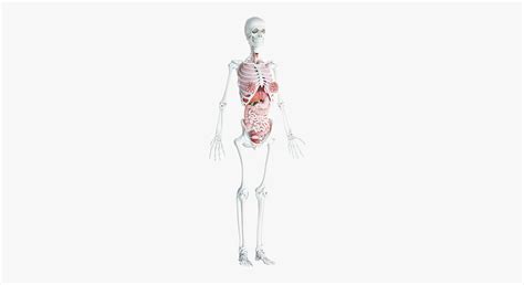 Female Skin Skeleton Organs 3d Model Turbosquid 1392378