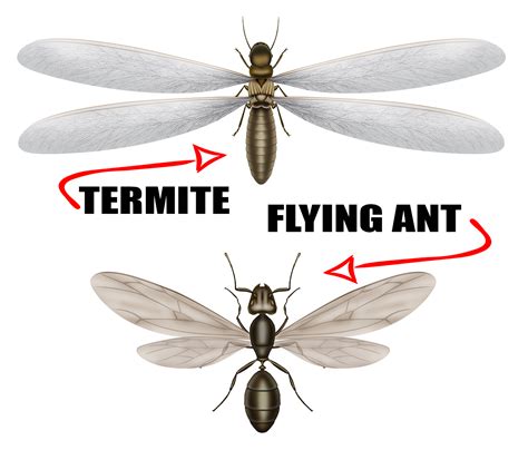 Are Termites And Ants The Same Killroy Pest Control