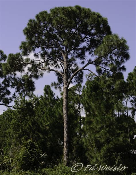 Florida Trees And Shrubs