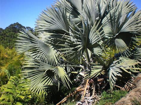 The Right Palms To Grow Indoors Palms Online Australia