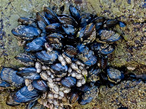 Mussels In A Bunch Free Stock Photo Public Domain Pictures