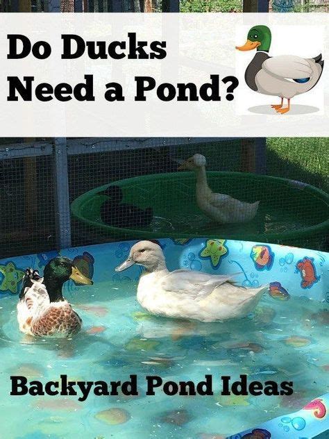 Determine how deep your koi pond will be as well as the size, then begin digging the what else do you need? Do Ducks Need a Pond? | Backyard ducks, Duck pond, Pet ducks
