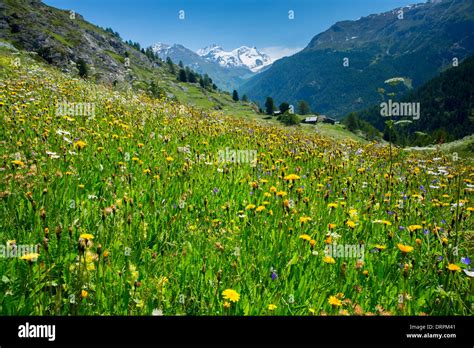 Flower Meadow Flowers Alps Alpine Wildflower High Resolution Stock