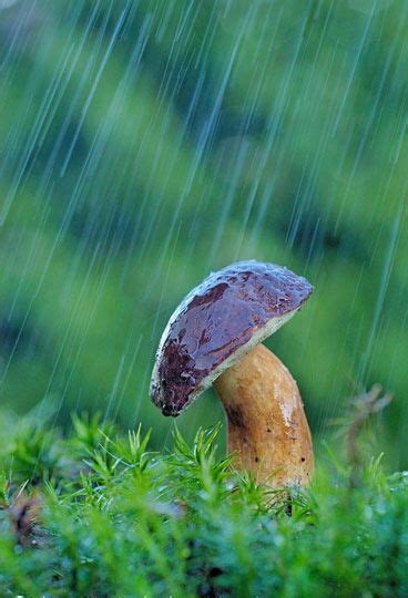 Mushroom In The Rain Mushrooms Pinterest Mushrooms Rain And