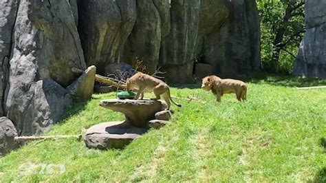 Zoo Edventures Lion Youtube