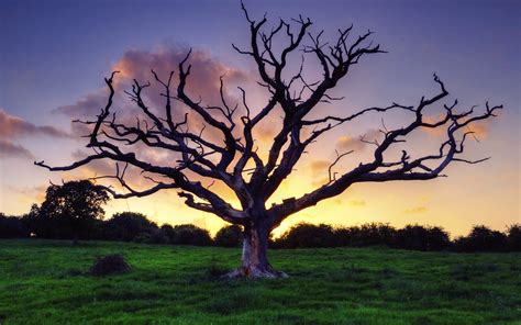 Old Tree Wallpapers 4k Hd Old Tree Backgrounds On Wallpaperbat