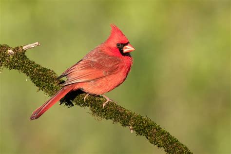 Northern Cardinal Focusing On Wildlife