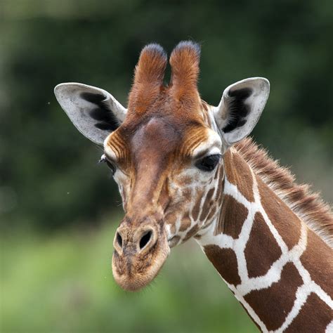 Giraffe Close Up Flickr Photo Sharing
