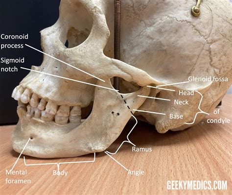 Anatomy Of Upper Jaw Bone