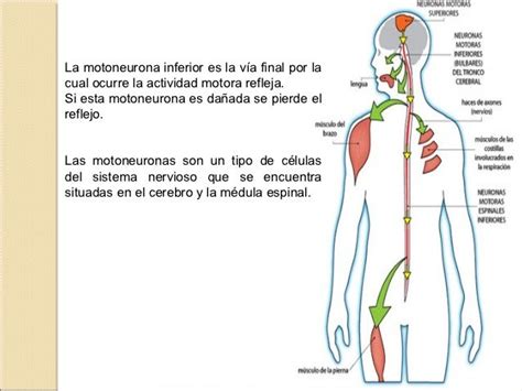 Motoneurona