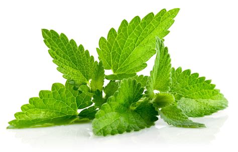 Mint Leaves One Of The Oldest Seasoning And Flavoring Agent