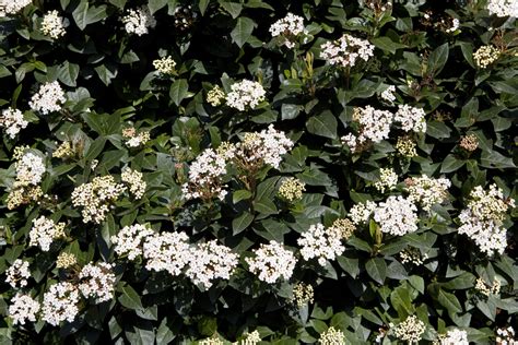 Evergreen trees retain their leaves throughout the year, making them useful for screening and as an ornamental feature in the garden. Viburnum tinus - The English Garden