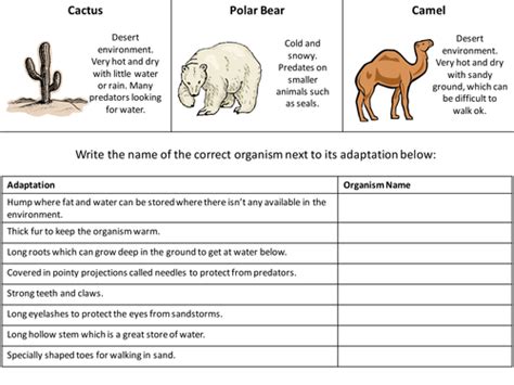 Evolution | answers in genesis evolution by natural selection i. Adaptation - Worksheet/Revision aid | Teaching Resources