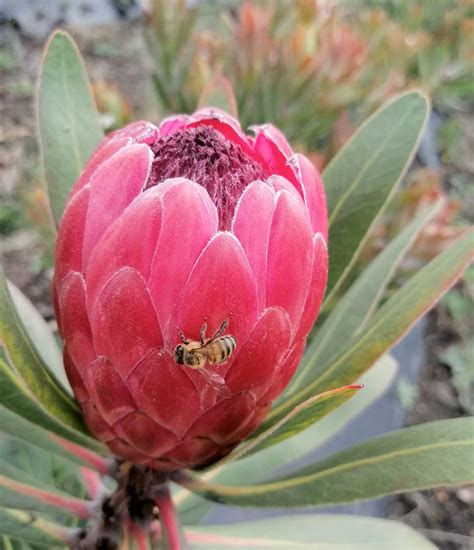 Pink Ice Protea Variety Proteas De La Sabana