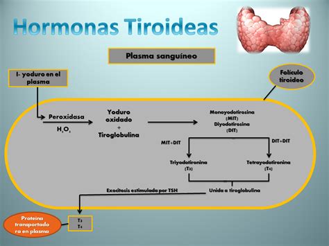 Blog Fisiologia Uas Jose Luis Arrieta Madrid Hormonas Tiroideas