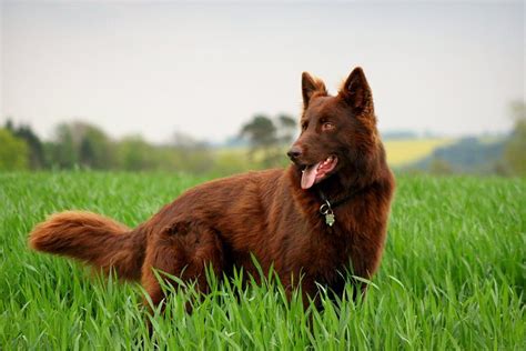 Solid Red Or Liver Colored German Shepard I Have Never Actually Seen