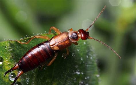 What Every Dallas Property Owner Should Know About Earwigs Evolve