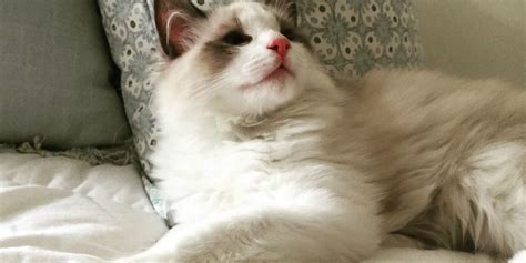 Everything You Need To Know About The Ragdoll Breed Archives The