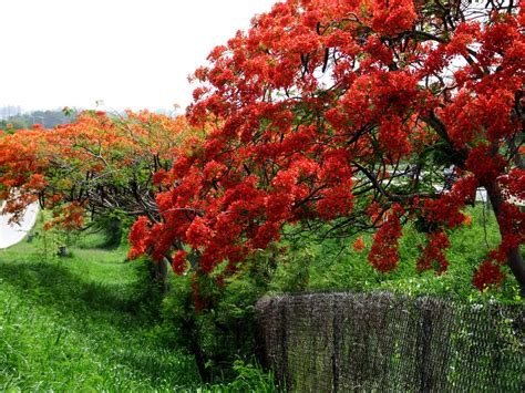 Flamboyán Tree In Bloom Yauco Pr By Sadlahens Planting Flowers