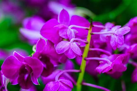 Beautiful Purple Orchid Flower Vanda Hybrid Flowers Violet Van Stock Image Image Of Delicate