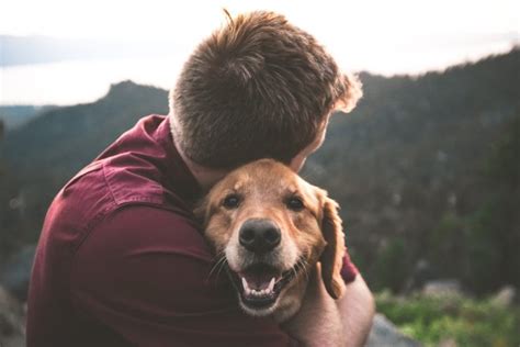 Señales De Que Tu Perro Te Ama Gentleman Usa