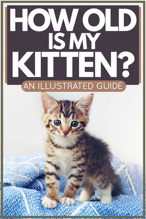 ¿qué edad tiene mi gatito [an illustrated guide] 2024