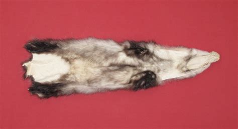 Tanned Furs Opossum 7220 0736