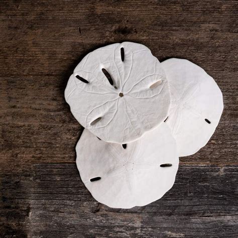 Sand Dollars Set Of 3 Real Sand Dollars 3 To 3 12 Sand Dollar Shells