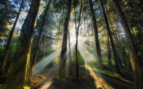 Summer Forest Sunrise