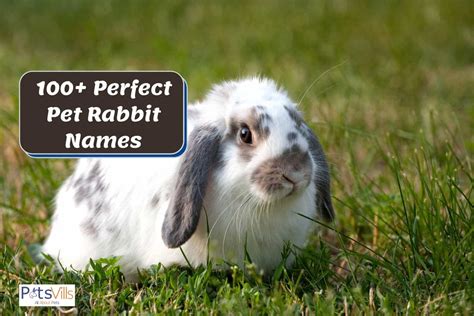 Good Names For Rabbits Online Discounts Save 60 Jlcatjgobmx