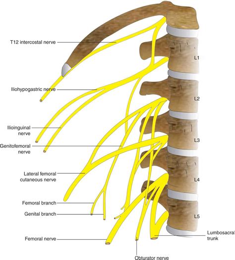 Lumbar Plexus Block Hadzics Peripheral Nerve Blocks And Anatomy For