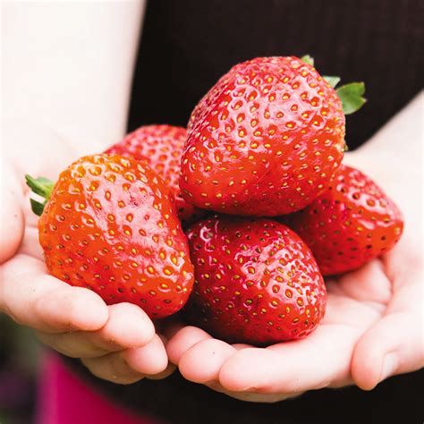 Strawberry Red Gauntlet Hardy Mid Season Bare Root Garden Fruit