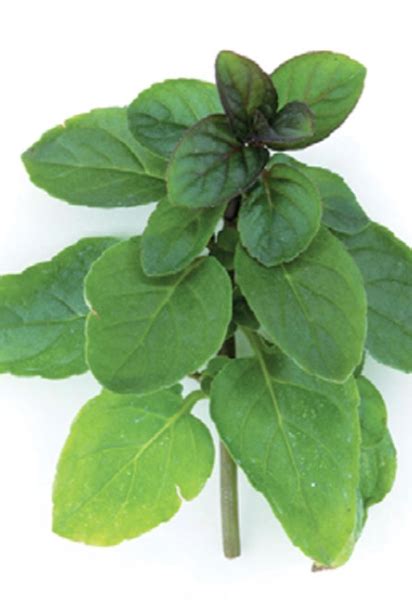 Sources For Fresh Mint Plants Edible Phoenix