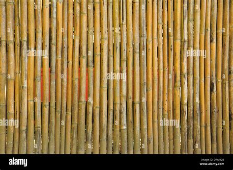 Bamboo Background Stock Photo Alamy