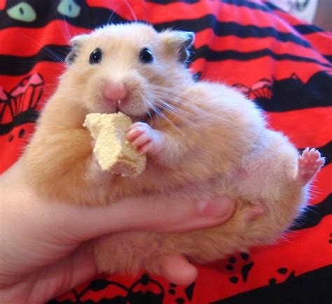Funny Hamster Pictures Funny Hamsters Pictures Pelautscom