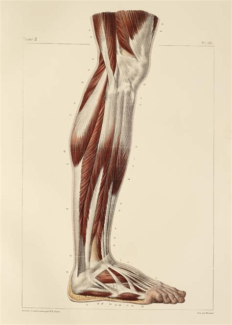 Lower Leg Muscles 1831 Artwork Photograph By Science Photo Library