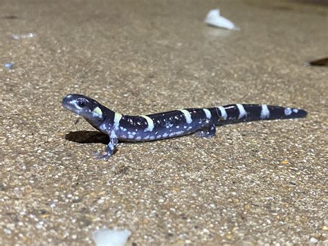 Ringed Salamander Near Hot Springs Ar Rherpetology
