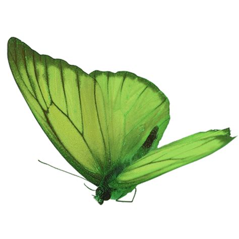 Green Butterfly Png Green Butterfly Green Plant Leaves