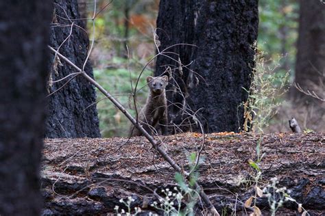 Four Orphaned Fisher Kits Reintroduced In Yosemite National Park