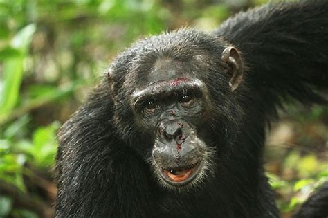 Deadly Violence A Natural Tendency In Chimps Study Finds — Harvard Gazette