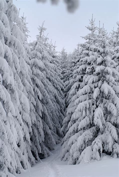 Snow In Evergreens Make The World Look Black And White In