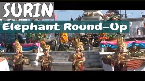 Thailands Surin Elephant Round Up Festival Youtube