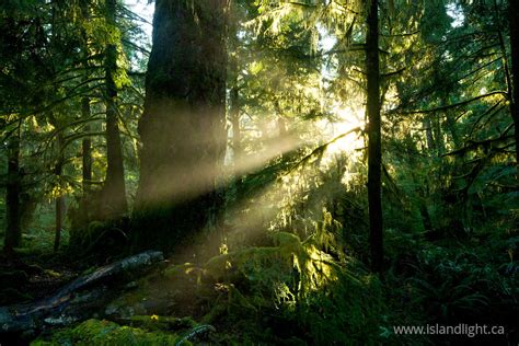 Sun Shining Into The Old Growth ~ Forest Photo From Cortes Island