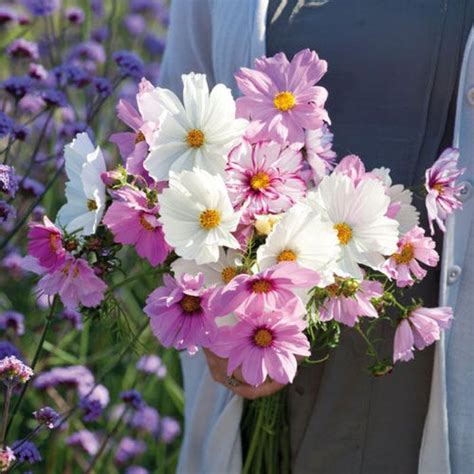 Cosmos Seeds Pastel Mix Flower Seeds In Packets And Bulk Eden