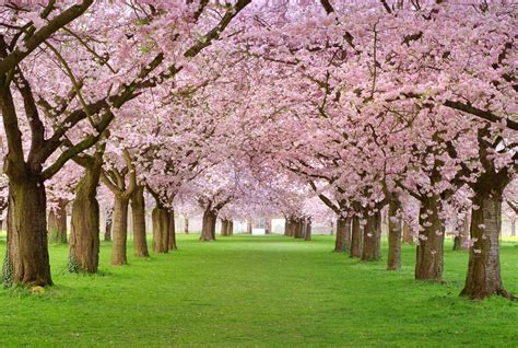 Pin By Nirozozo On Nature And Landscape Blossom Trees Tree Wallpaper