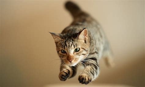 This Cat Jumping Over A Massive Fence Will Instill Hope In Us All