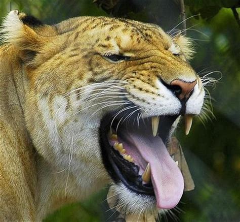 Ligers Have Powerful Teeth Cute Animals Animals Liger