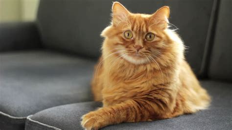 Orange Norwegian Forest Cat Follows Something Stock Footage Video 100